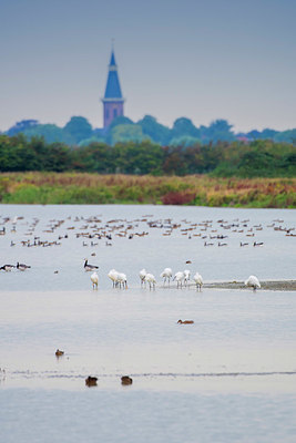 BUITEN BEELD Foto: 409870