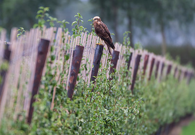 BUITEN BEELD Foto: 409872