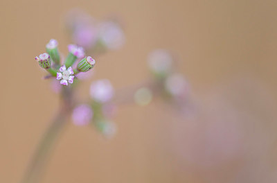 BUITEN BEELD Foto: 409876