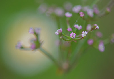 BUITEN BEELD Foto: 409881