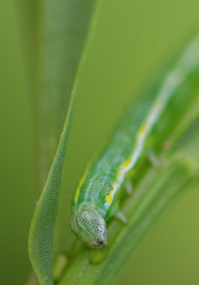 BUITEN BEELD Foto: 409925