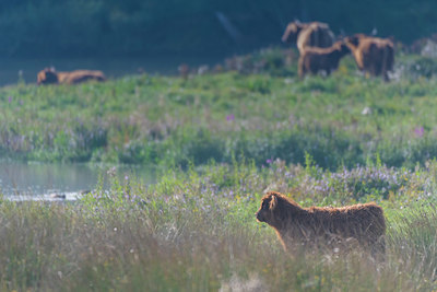 BUITEN BEELD Foto: 409948