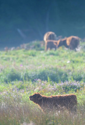 BUITEN BEELD Foto: 409955