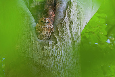 BUITEN BEELD Foto: 409996