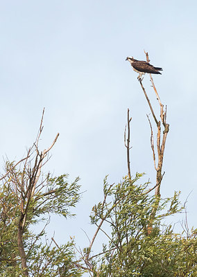 BUITEN BEELD Foto: 410020