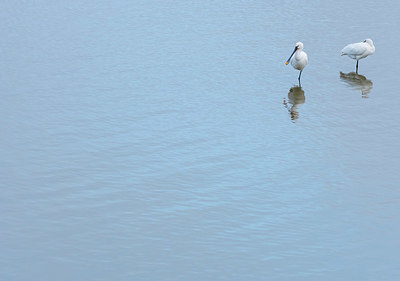 BUITEN BEELD Foto: 410048