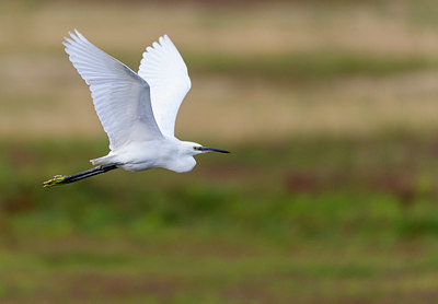 BUITEN BEELD Foto: 410052