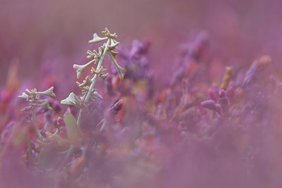 BUITEN BEELD Foto: 410132