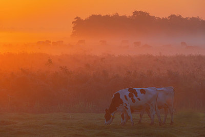 BUITEN BEELD Foto: 410139