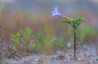 BUITEN BEELD Foto: 410140