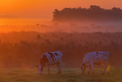 BUITEN BEELD Foto: 410151