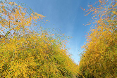 BUITEN BEELD Foto: 410185