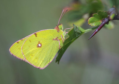 BUITEN BEELD Foto: 410191