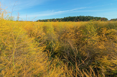 BUITEN BEELD Foto: 410199