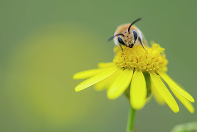 BUITEN BEELD Foto: 410236