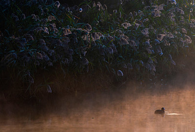 BUITEN BEELD Foto: 410244