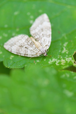 BUITEN BEELD Foto: 410261