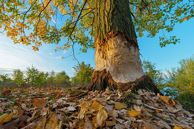 BUITEN BEELD Foto: 410279