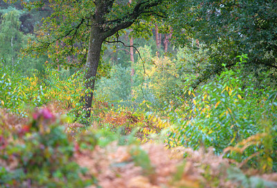 BUITEN BEELD Foto: 410308