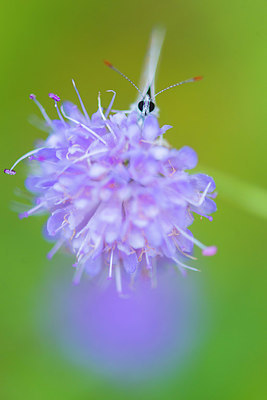 BUITEN BEELD Foto: 410345