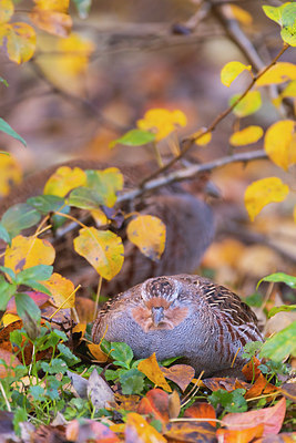 BUITEN BEELD Foto: 410354