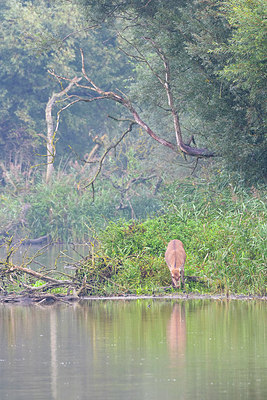 BUITEN BEELD Foto: 410378