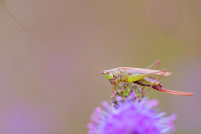 BUITEN BEELD Foto: 410405