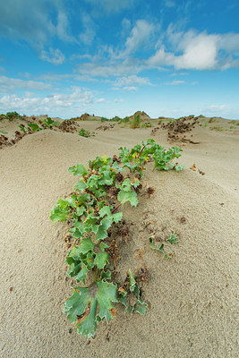 BUITEN BEELD Foto: 410434