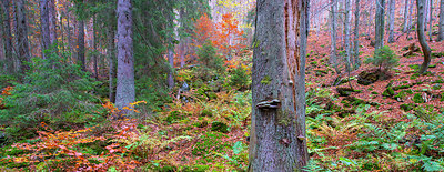 BUITEN BEELD Foto: 410469