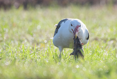 BUITEN BEELD Foto: 410501