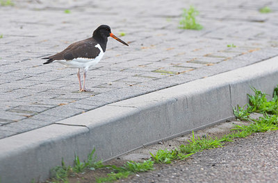 BUITEN BEELD Foto: 410516