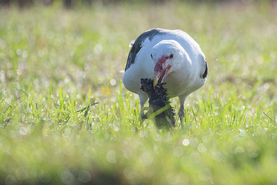 BUITEN BEELD Foto: 410546