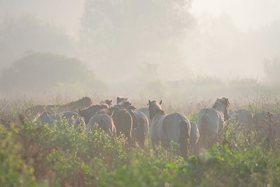 BUITEN BEELD Foto: 410554