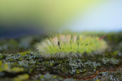 BUITEN BEELD Foto: 410565