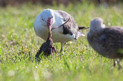 BUITEN BEELD Foto: 410570