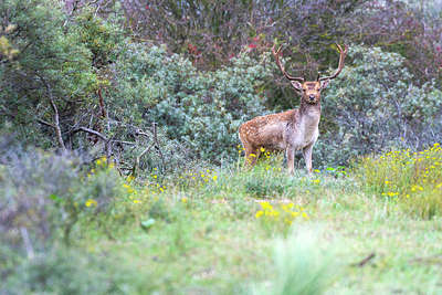 BUITEN BEELD Foto: 410612