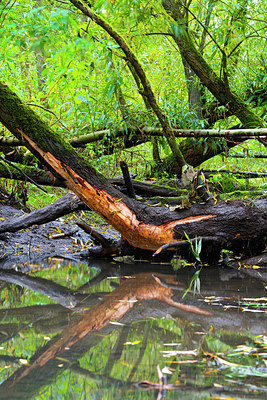 BUITEN BEELD Foto: 410632