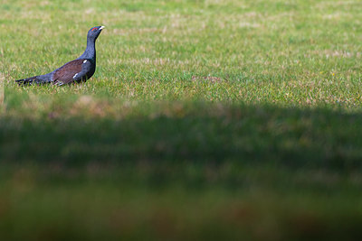 BUITEN BEELD Foto: 410644