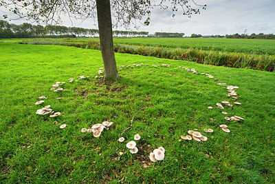 BUITEN BEELD Foto: 410667