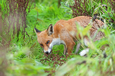 BUITEN BEELD Foto: 410684