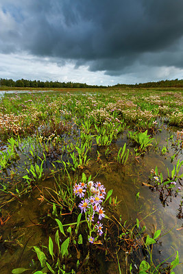 BUITEN BEELD Foto: 410687