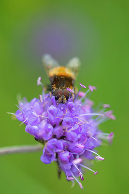 BUITEN BEELD Foto: 410717