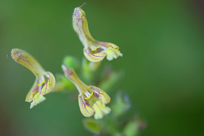 BUITEN BEELD Foto: 410741