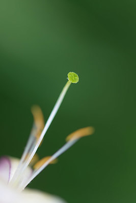 BUITEN BEELD Foto: 410766