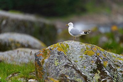 BUITEN BEELD Foto: 410777