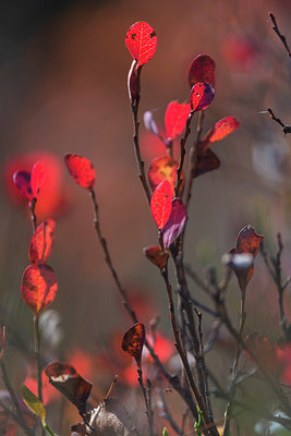 BUITEN BEELD Foto: 410793