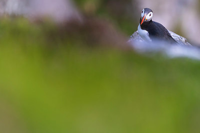 BUITEN BEELD Foto: 410794