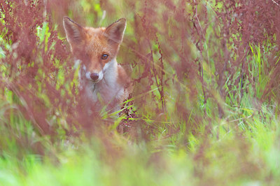 BUITEN BEELD Foto: 410815