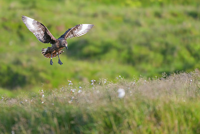 BUITEN BEELD Foto: 410851