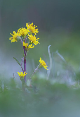 BUITEN BEELD Foto: 410857